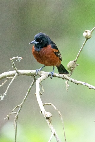 Orchard Oriole - Gary Botello