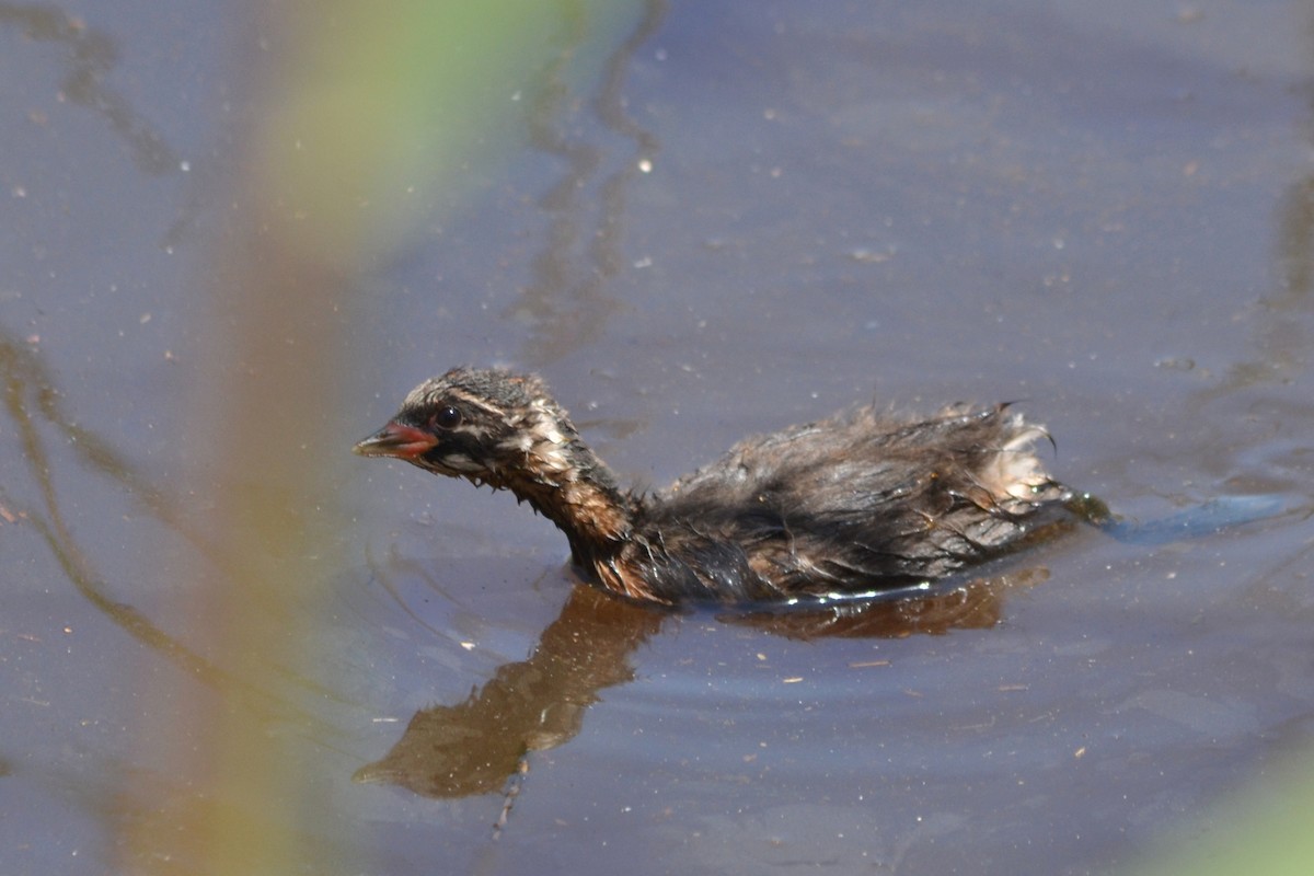 Little Grebe - Paulo  Roncon