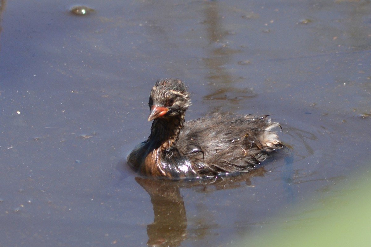 Little Grebe - Paulo  Roncon