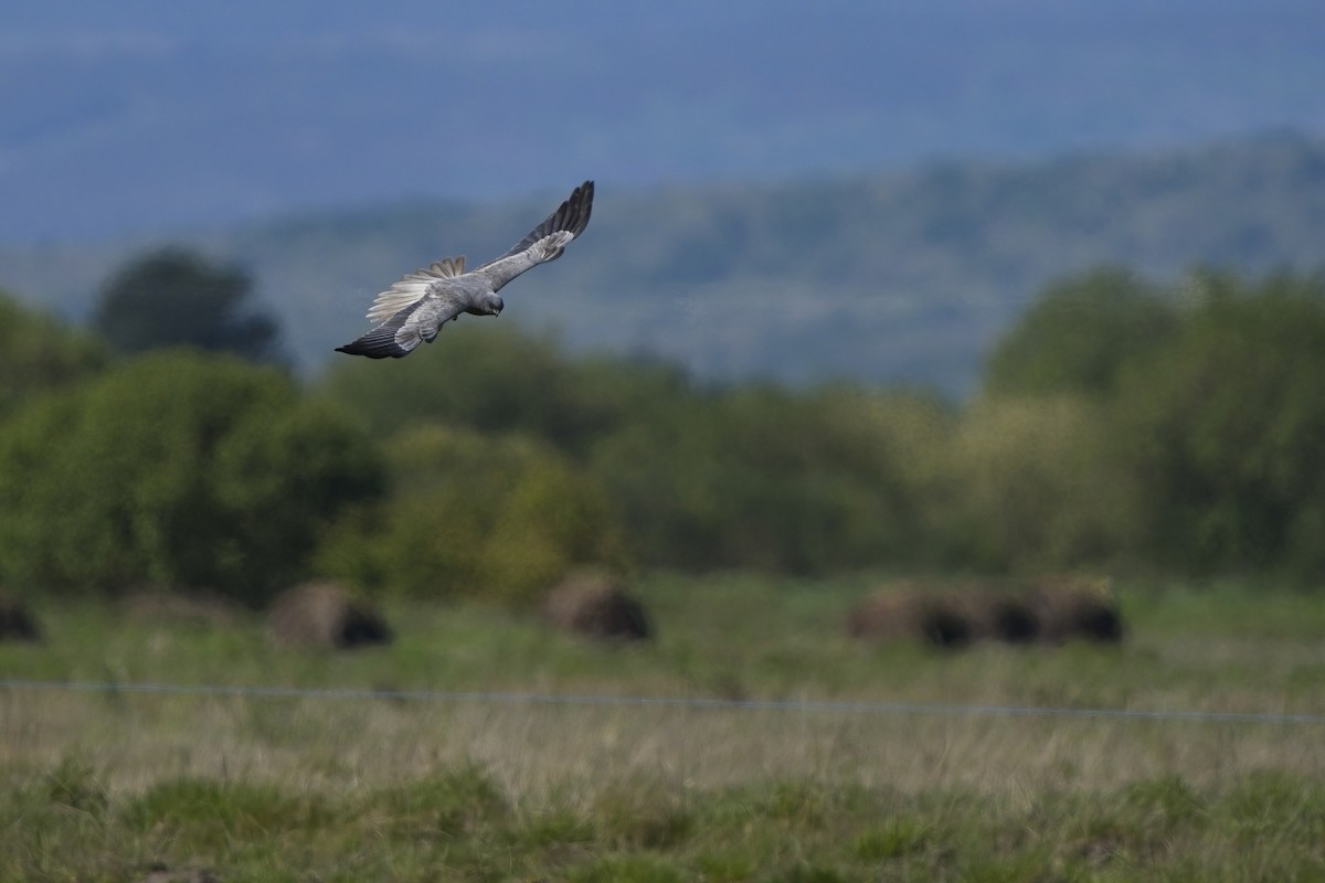 Montagu's Harrier - Xabier Vázquez Pumariño