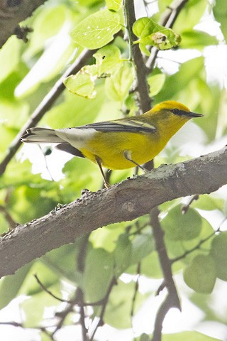 Blue-winged Warbler - Gary Botello