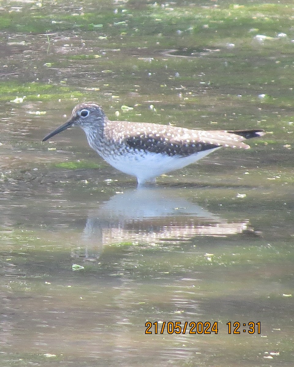 Solitary Sandpiper - ML619531232