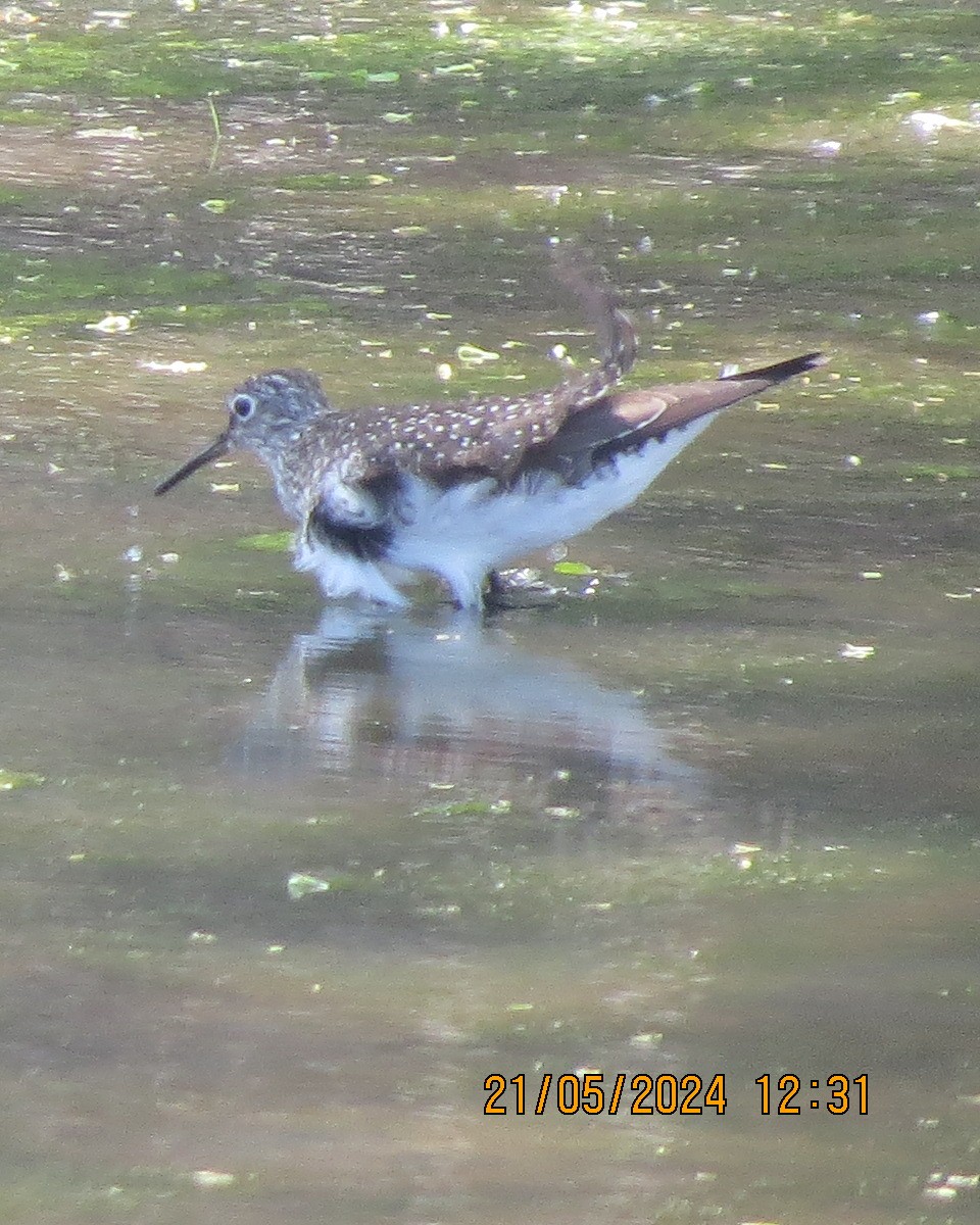 Solitary Sandpiper - Gary Bletsch