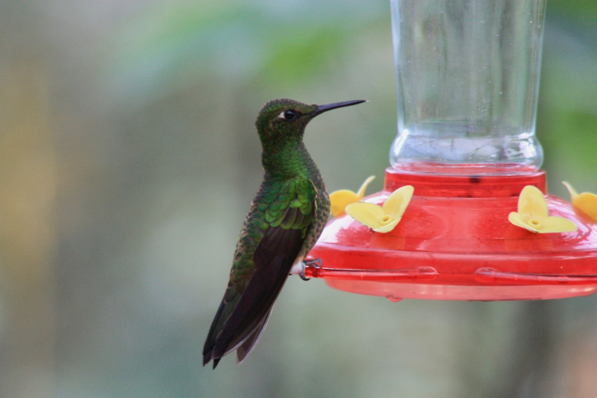 Buff-tailed Coronet - Alicia Martín Francisco