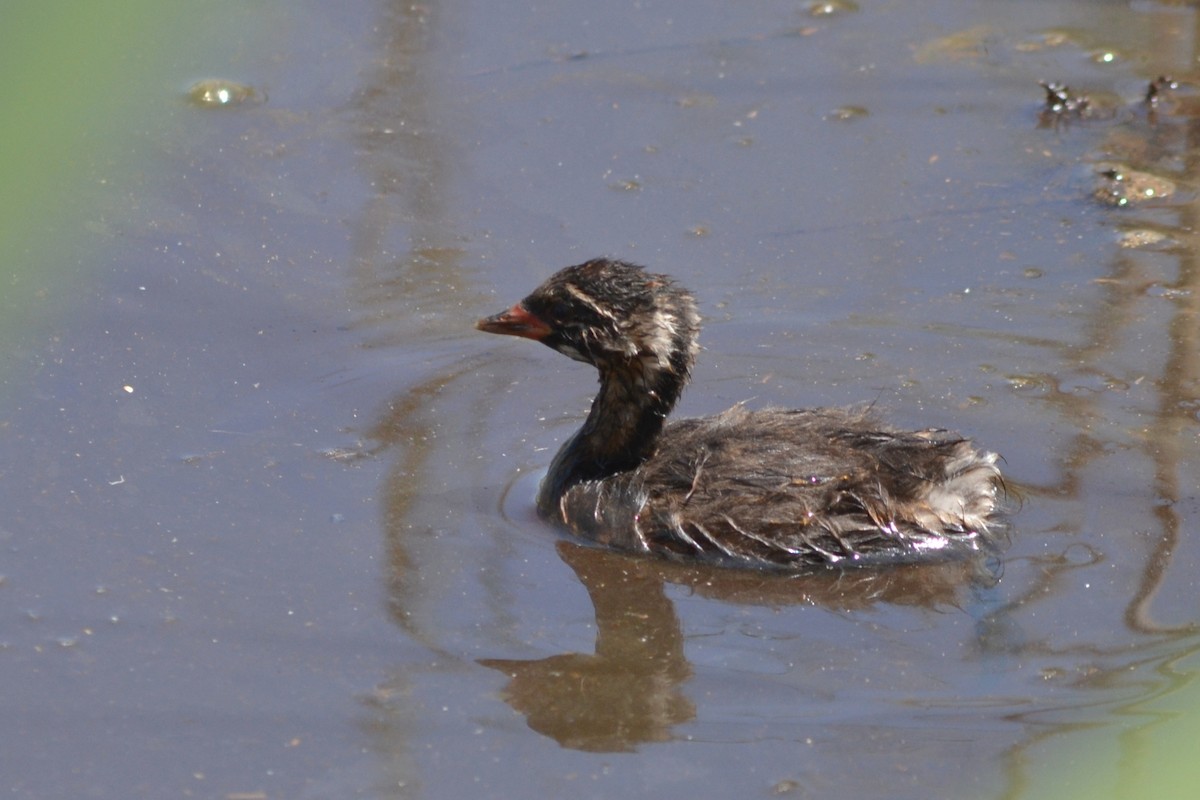 Little Grebe - Paulo  Roncon