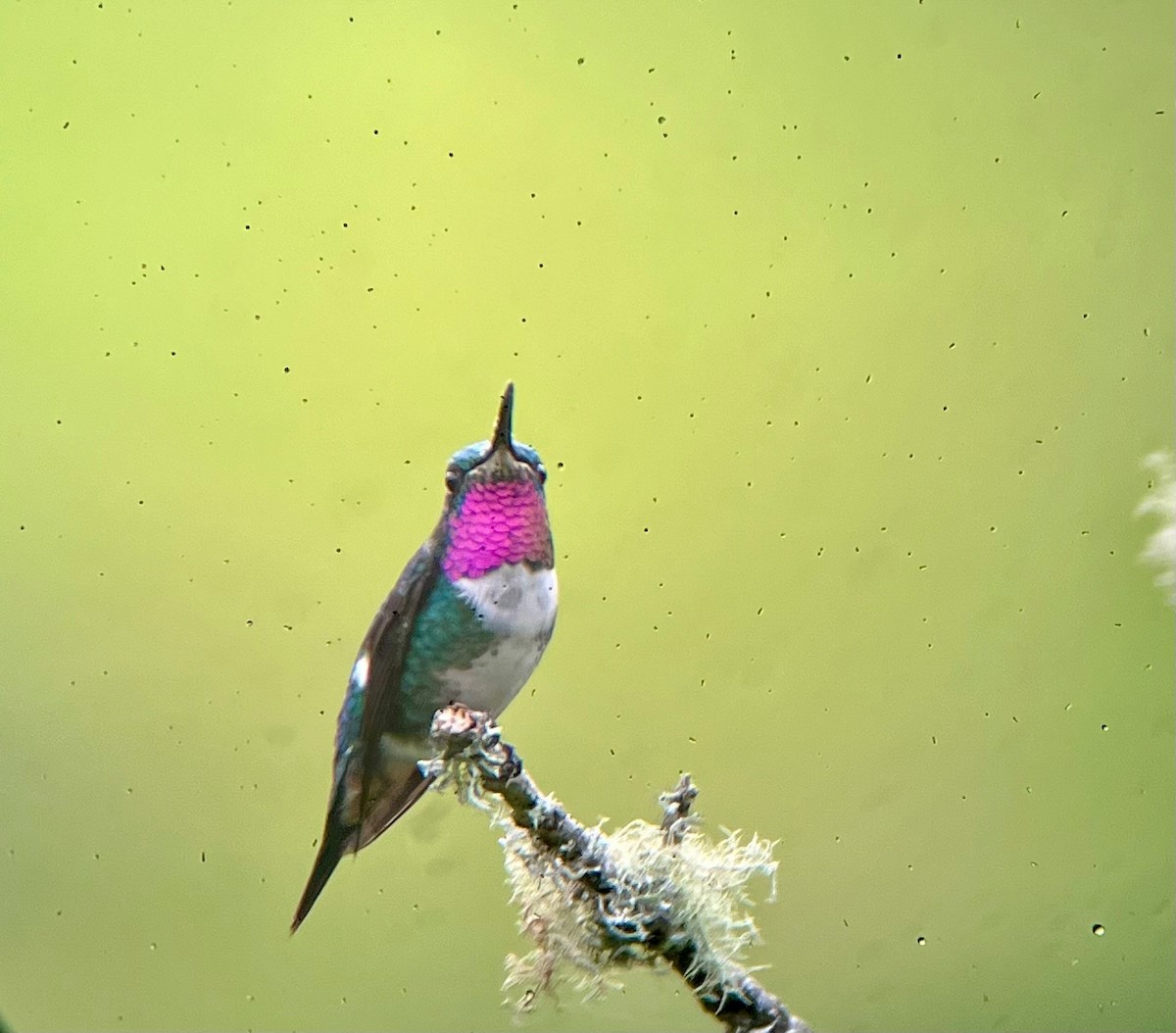 White-bellied Woodstar - Alicia Martín Francisco