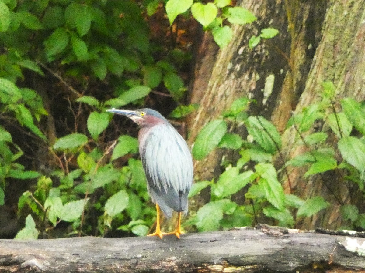 Green Heron - Paul King