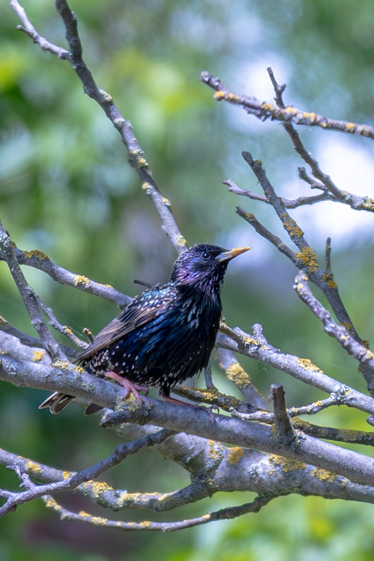 European Starling - Shrikant Vichare