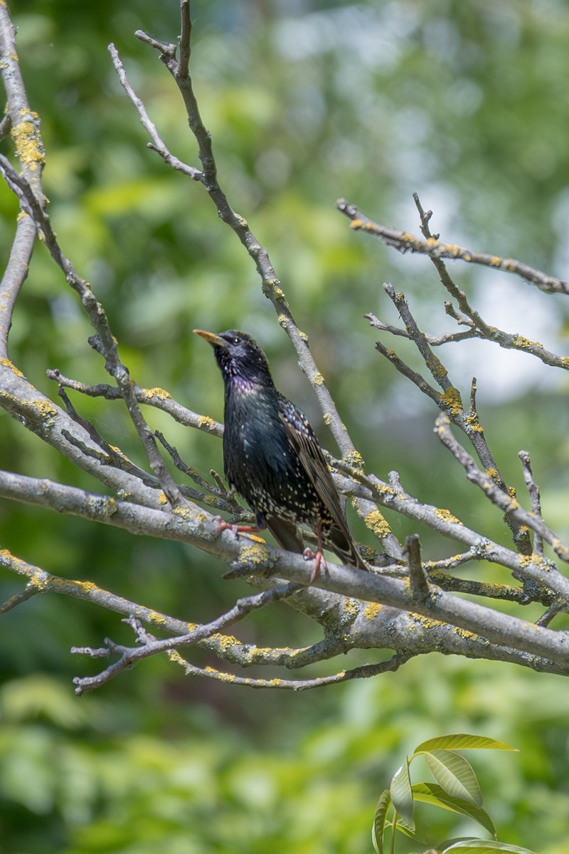 European Starling - Shrikant Vichare