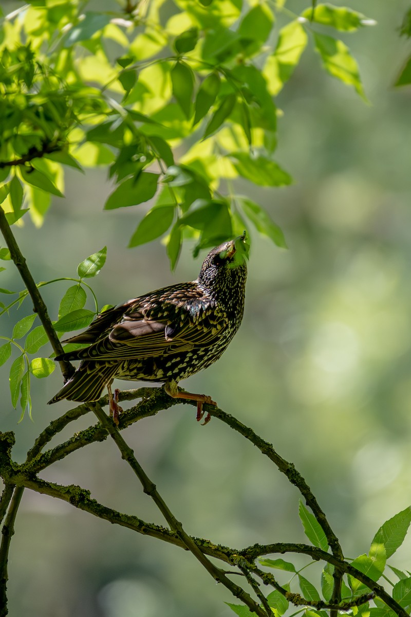 European Starling - Shrikant Vichare