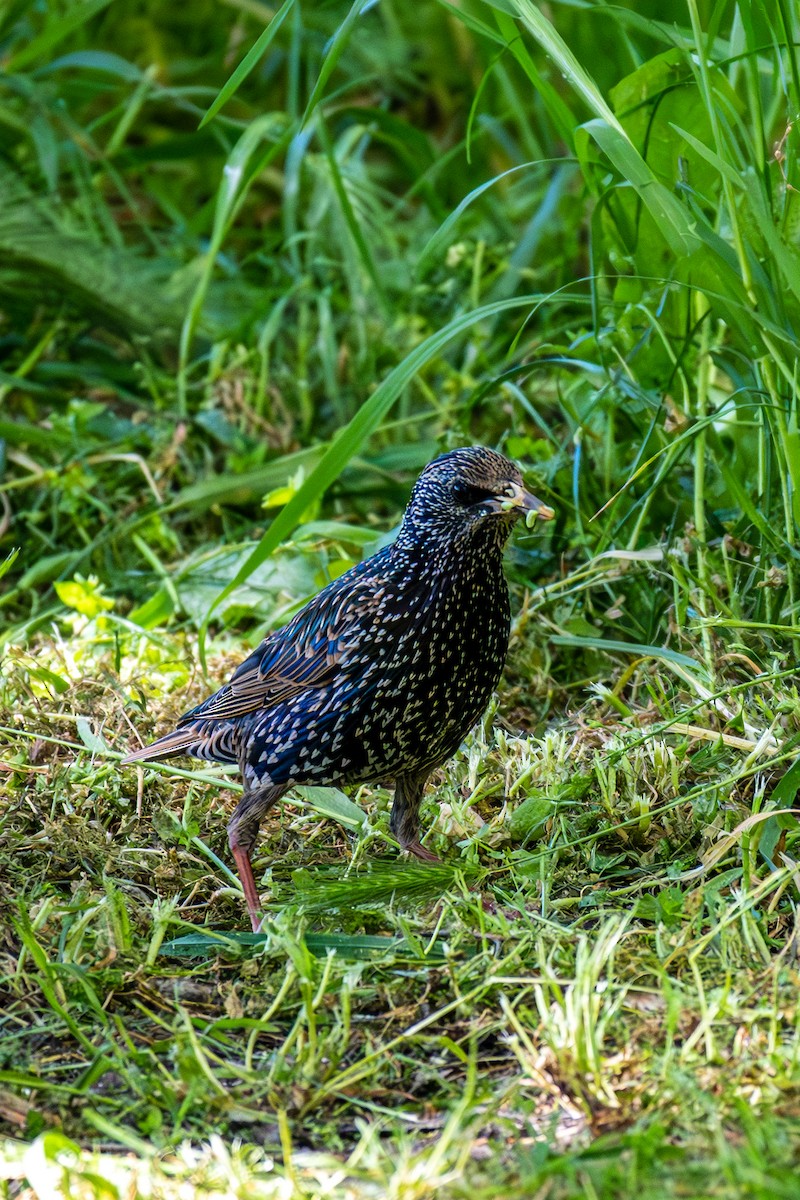 European Starling - Shrikant Vichare