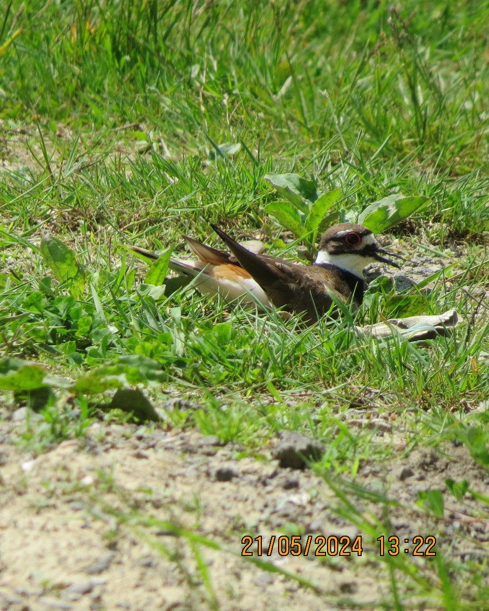 Killdeer - Gary Bletsch