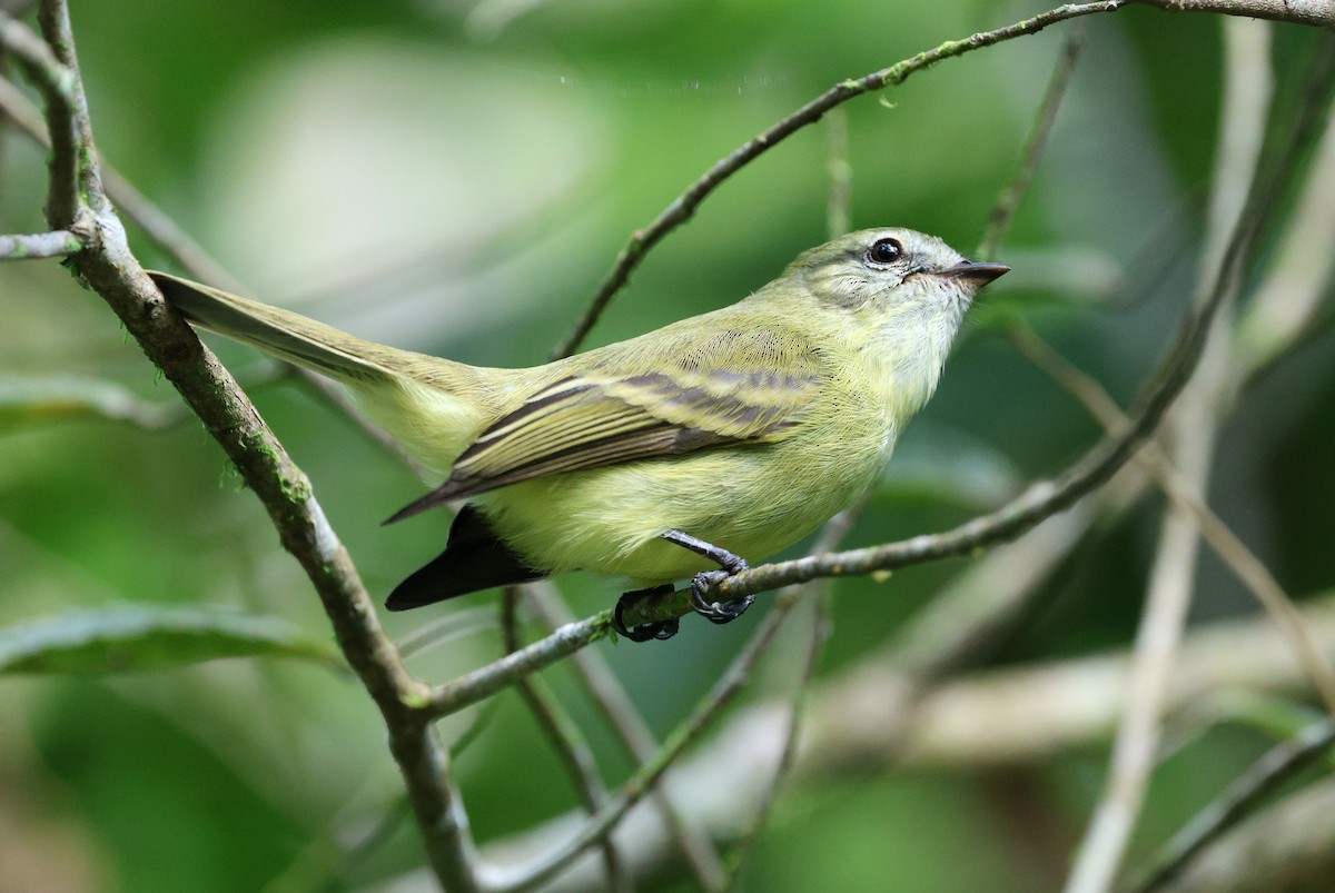 Planalto Tyrannulet - ML619531257