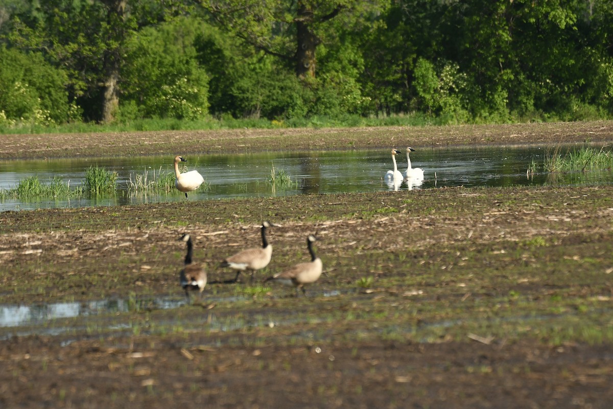 Trumpeter Swan - Marcia Suchy