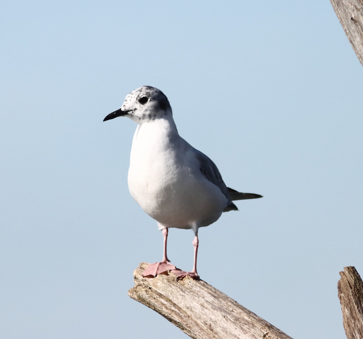 Mouette de Bonaparte - ML619531261