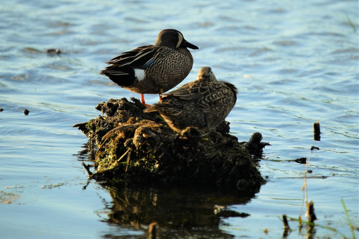 Blue-winged Teal - Ian Langlois Vaillancourt