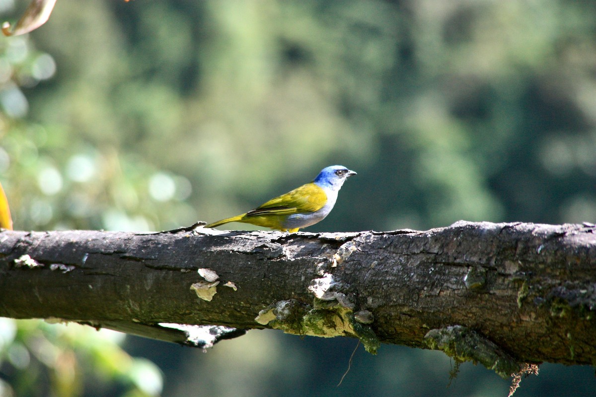 Blue-capped Tanager - ML619531264