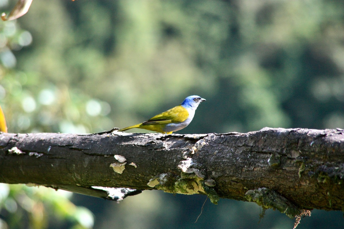 Blue-capped Tanager - Alicia Martín Francisco