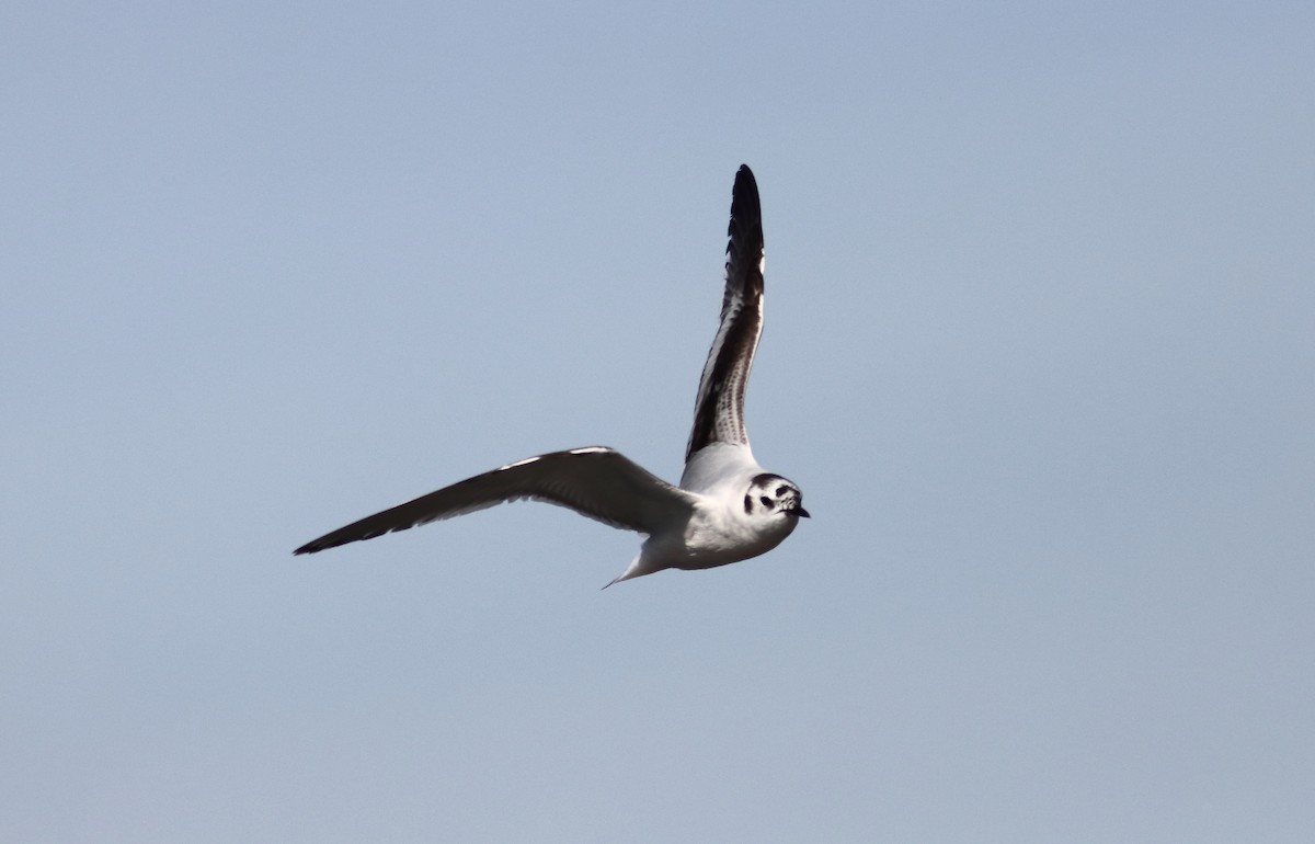 Mouette pygmée - ML619531265