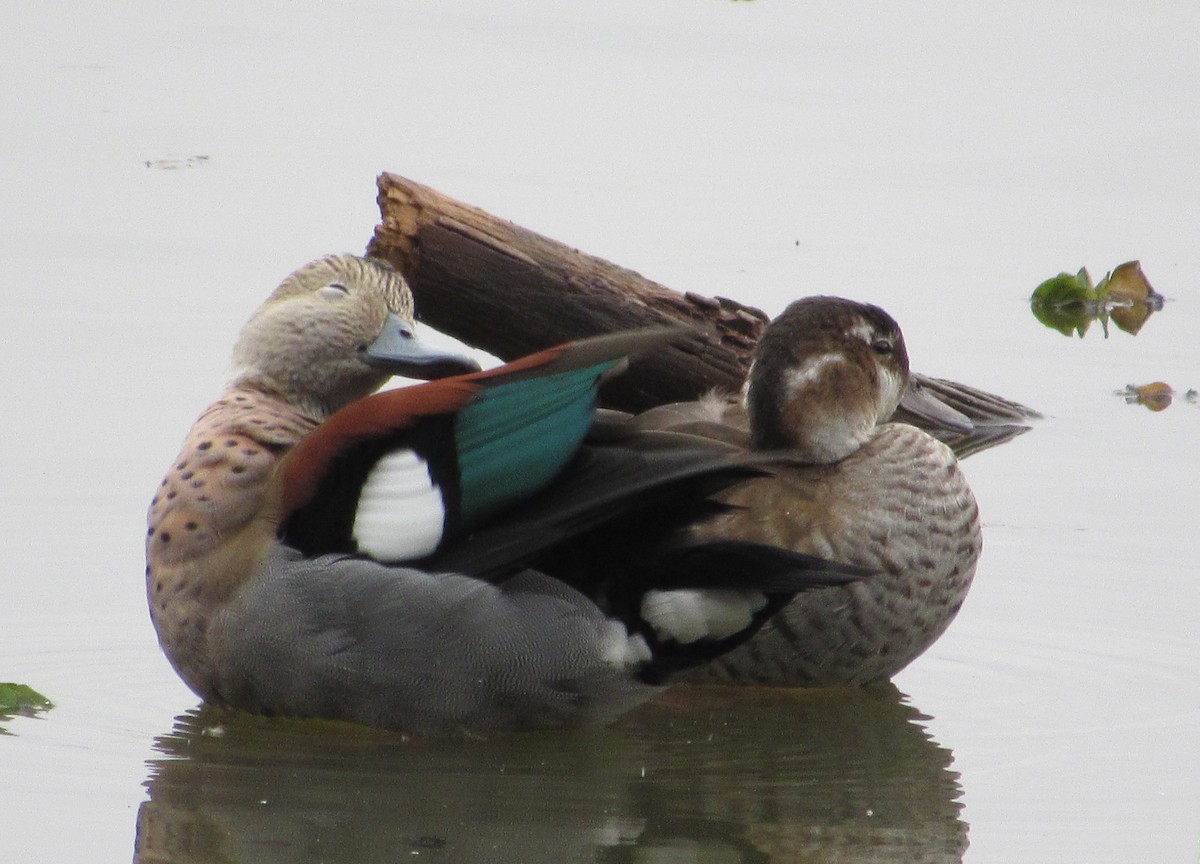 Ringed Teal - ML619531266