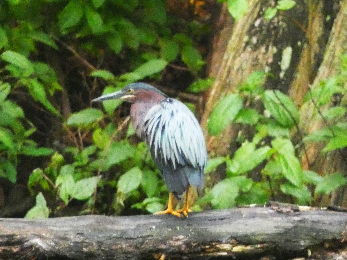 Green Heron - Paul King