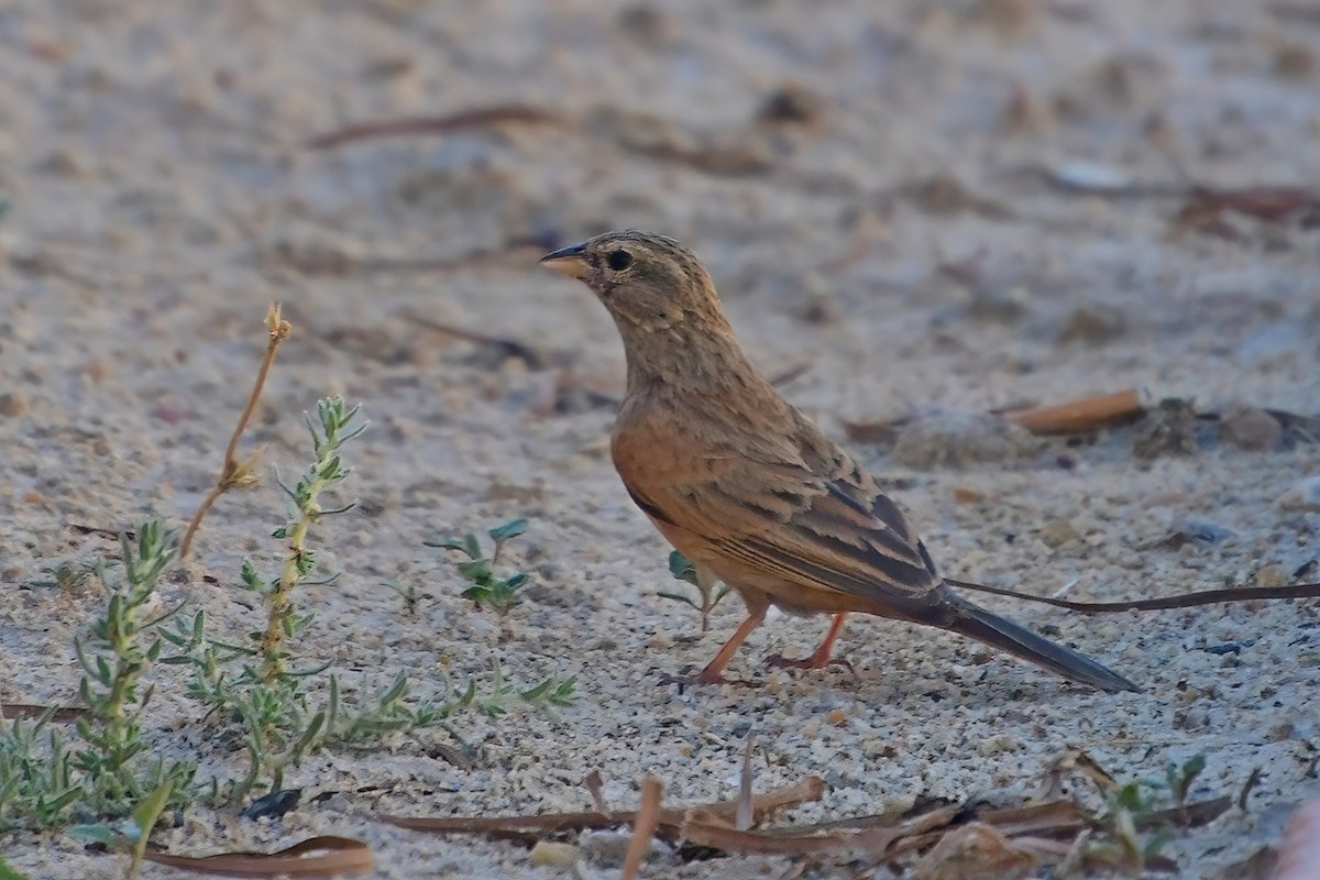 House Bunting - ML619531271