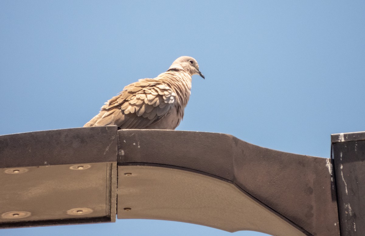 Eurasian Collared-Dove - Mark Penkower