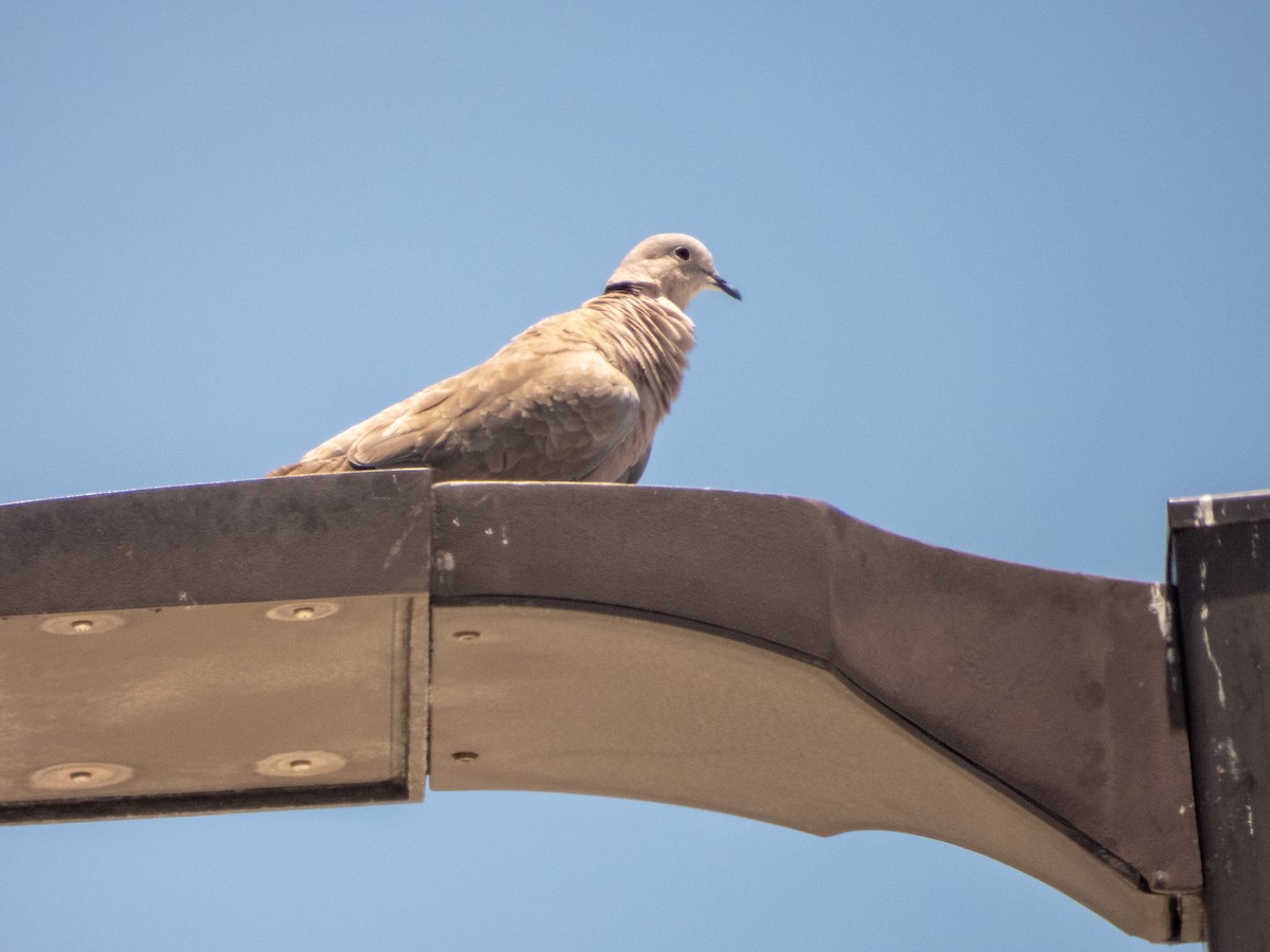 Eurasian Collared-Dove - Mark Penkower