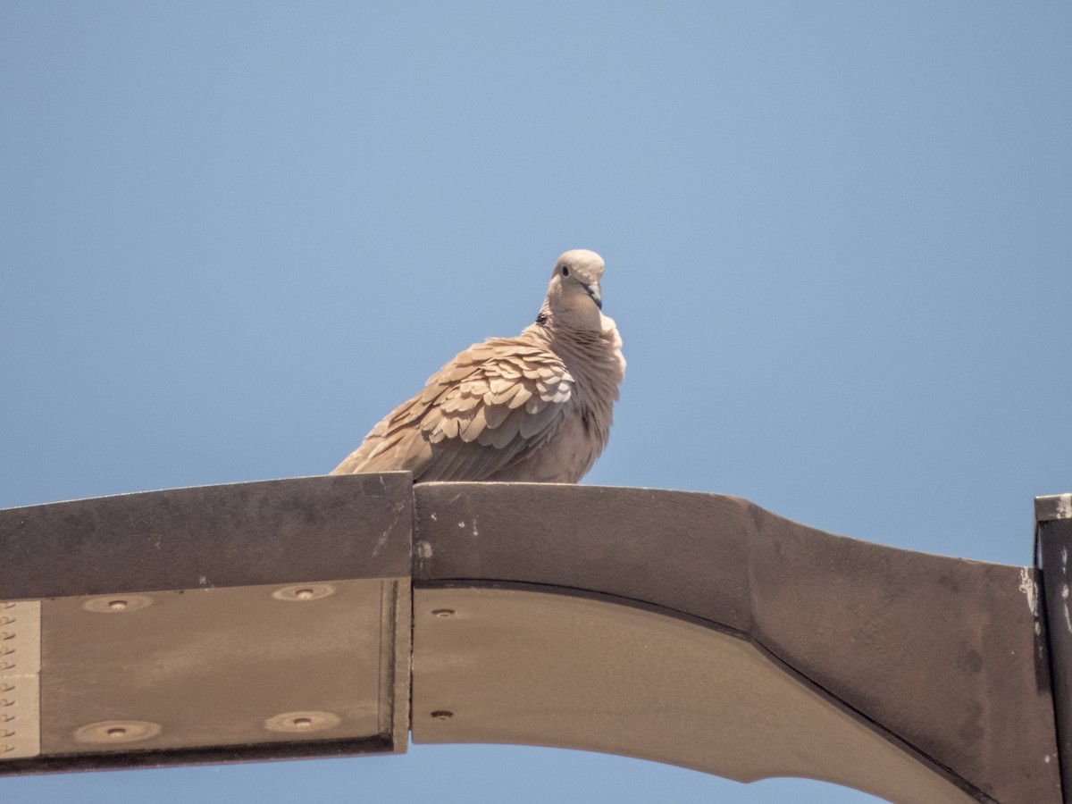 Eurasian Collared-Dove - Mark Penkower