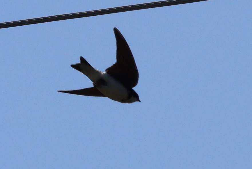 Bank Swallow - ML619531277