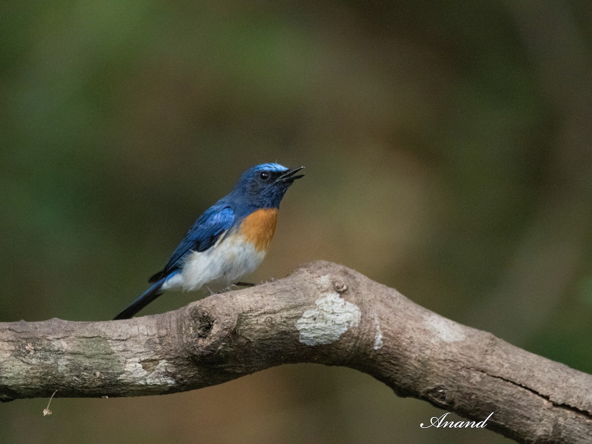 Blue-throated Flycatcher - Anand Singh