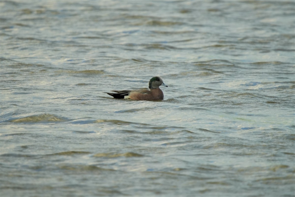 American Wigeon - Ian Langlois Vaillancourt