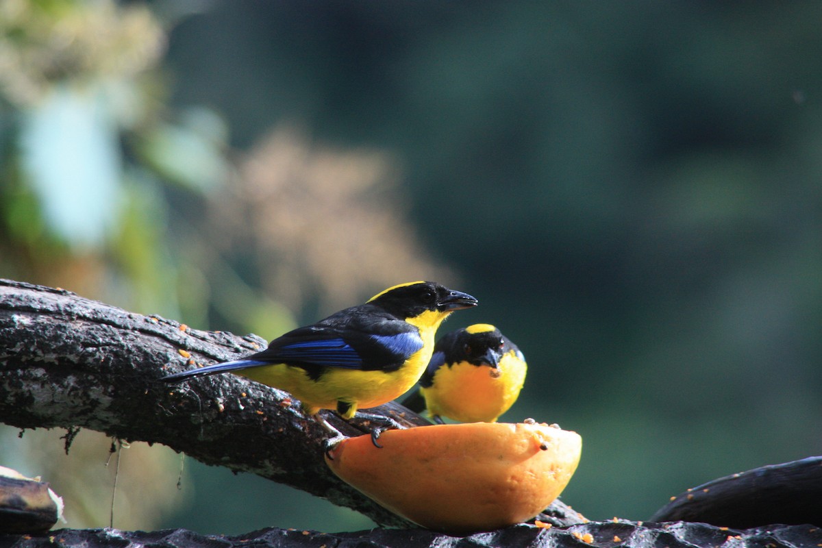 Blue-winged Mountain Tanager - Alicia Martín Francisco