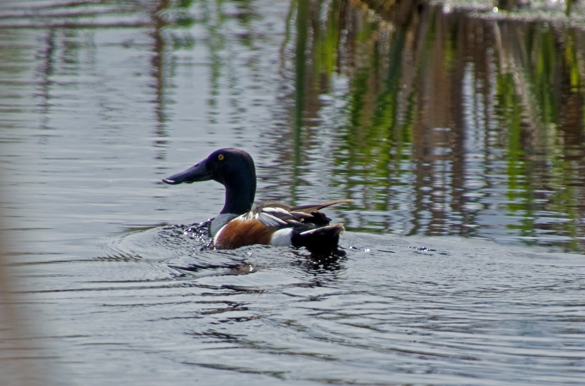 Northern Shoveler - Bobbie Palanuik