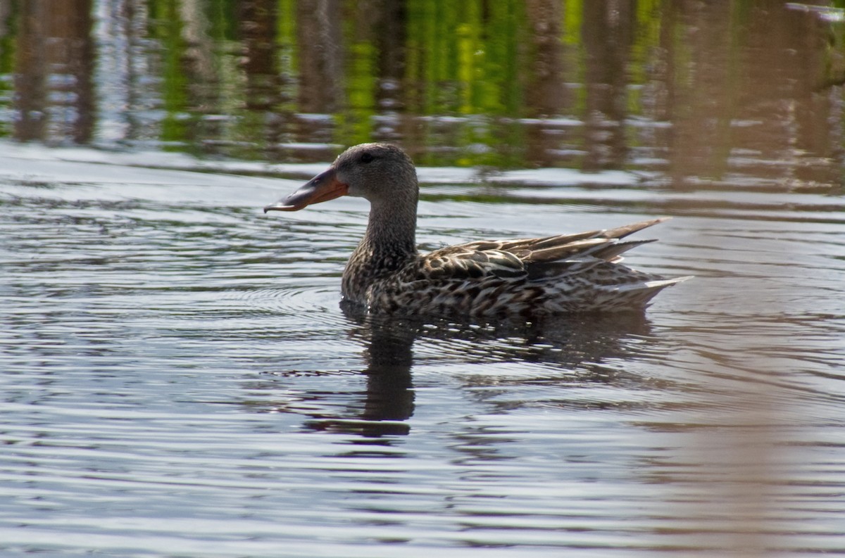 Northern Shoveler - Bobbie Palanuik