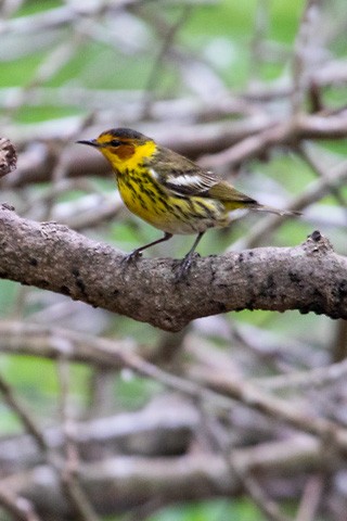 Cape May Warbler - Gary Botello