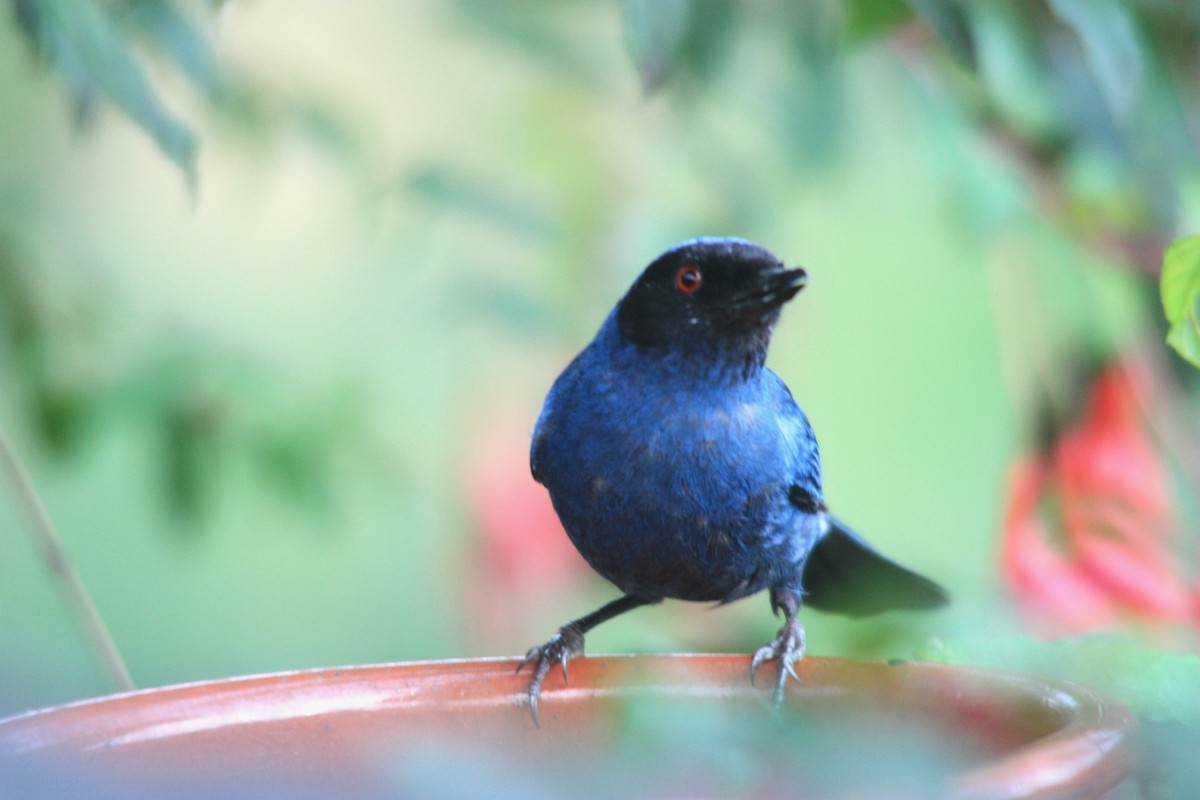 Masked Flowerpiercer - Alicia Martín Francisco