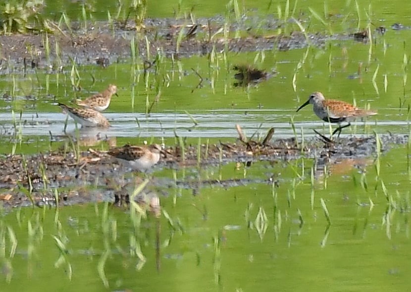 Least Sandpiper - Marcia Suchy