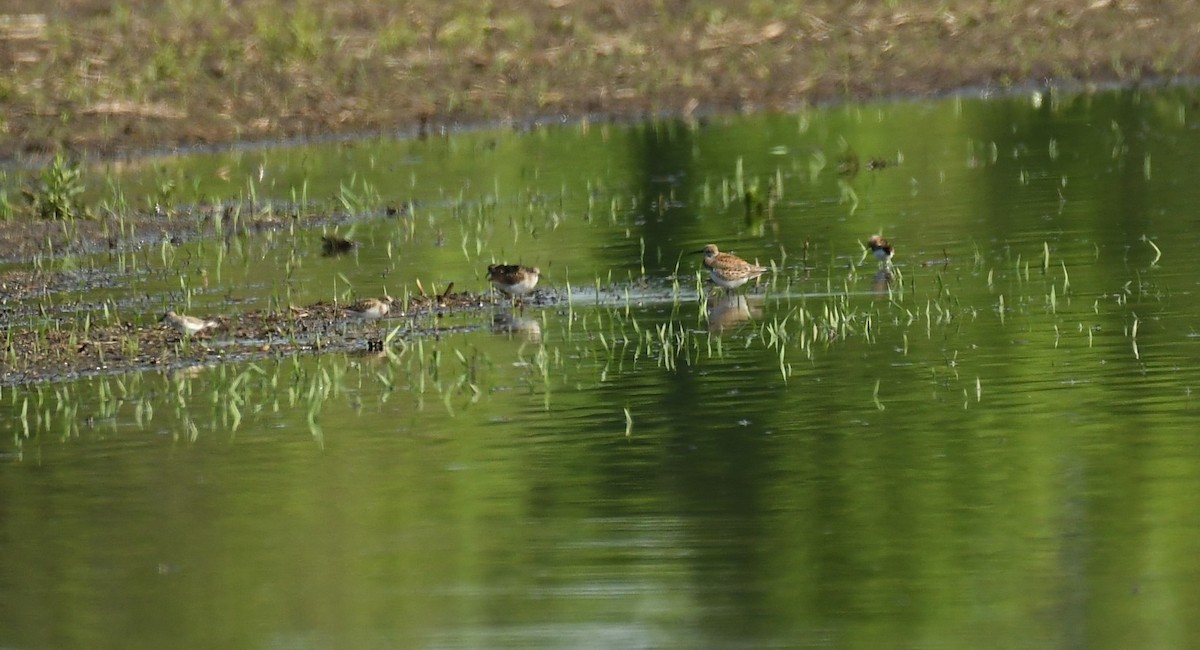 Least Sandpiper - Marcia Suchy