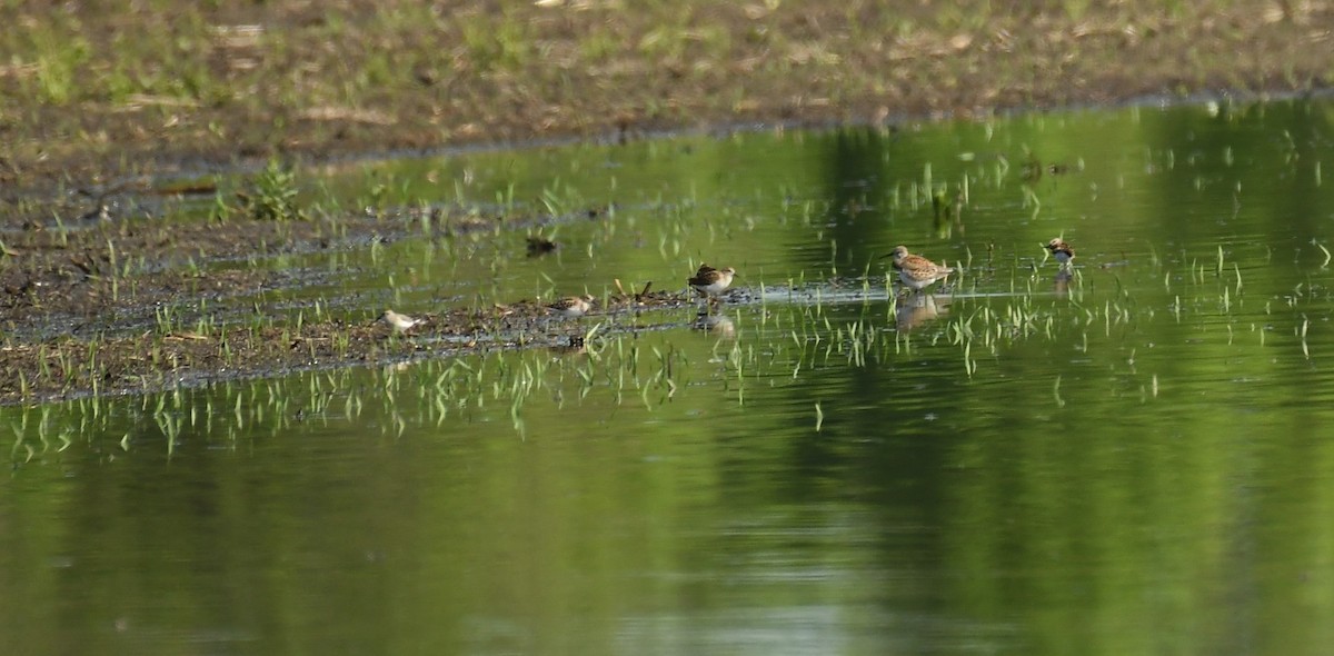 Least Sandpiper - Marcia Suchy