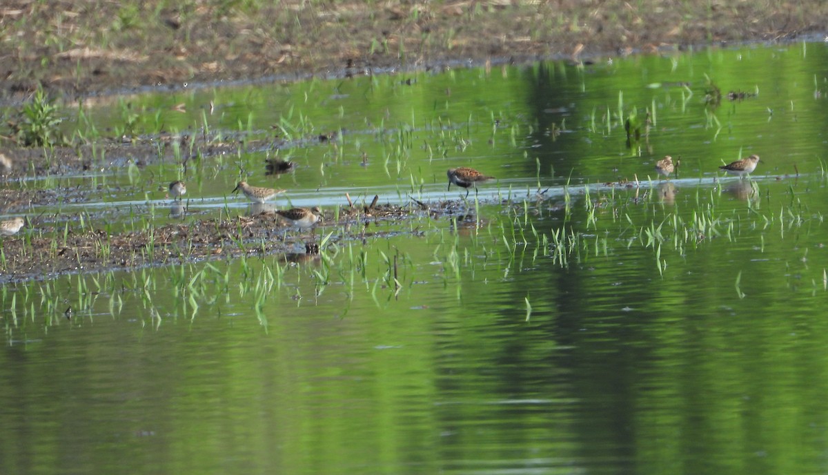 Least Sandpiper - Marcia Suchy