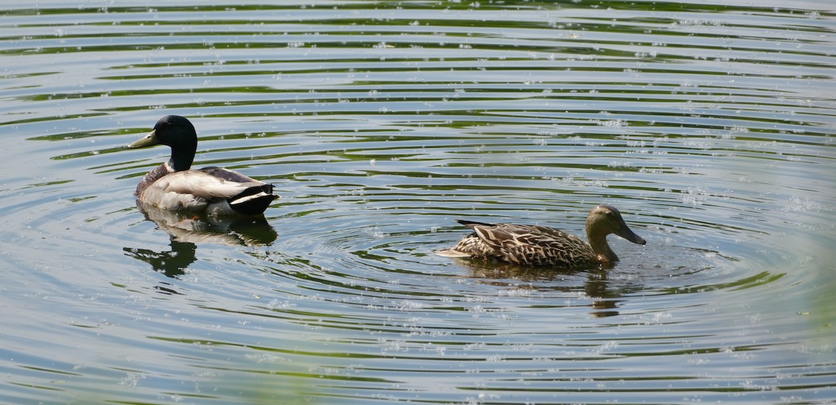 Mallard - Melody Ragle