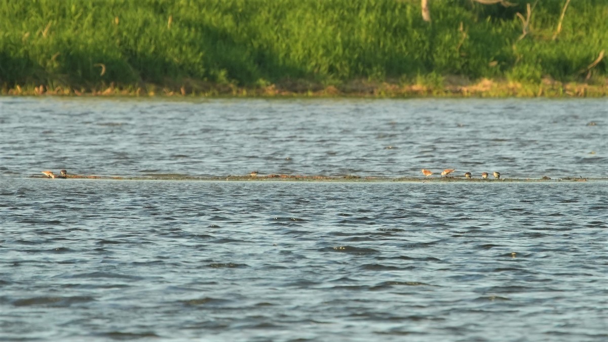 Dunlin - Ian Langlois Vaillancourt