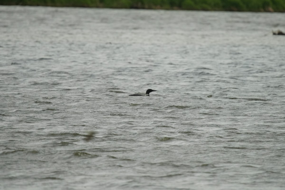 Common Loon - Ian Langlois Vaillancourt