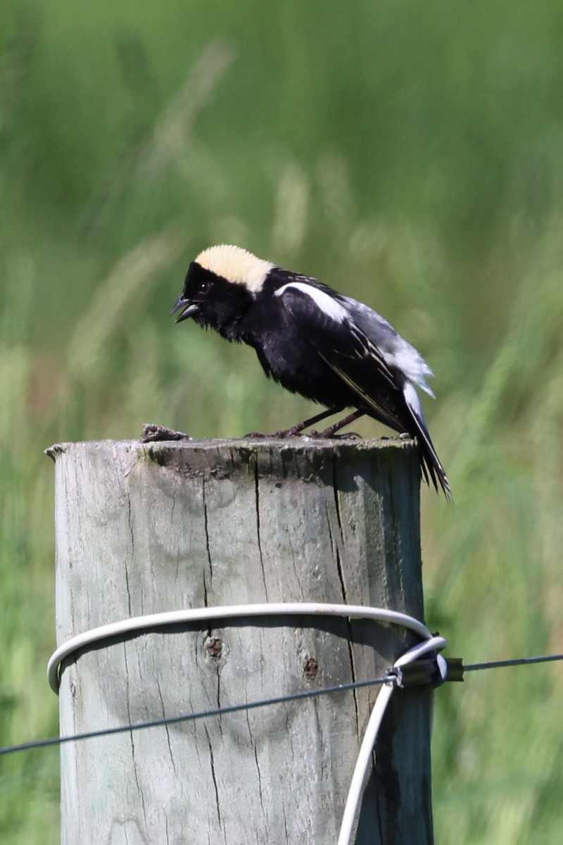 bobolink americký - ML619531317