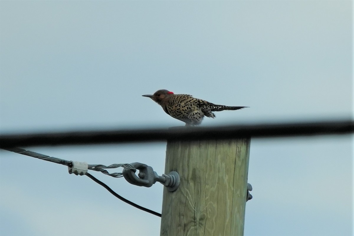 Northern Flicker - Ian Langlois Vaillancourt