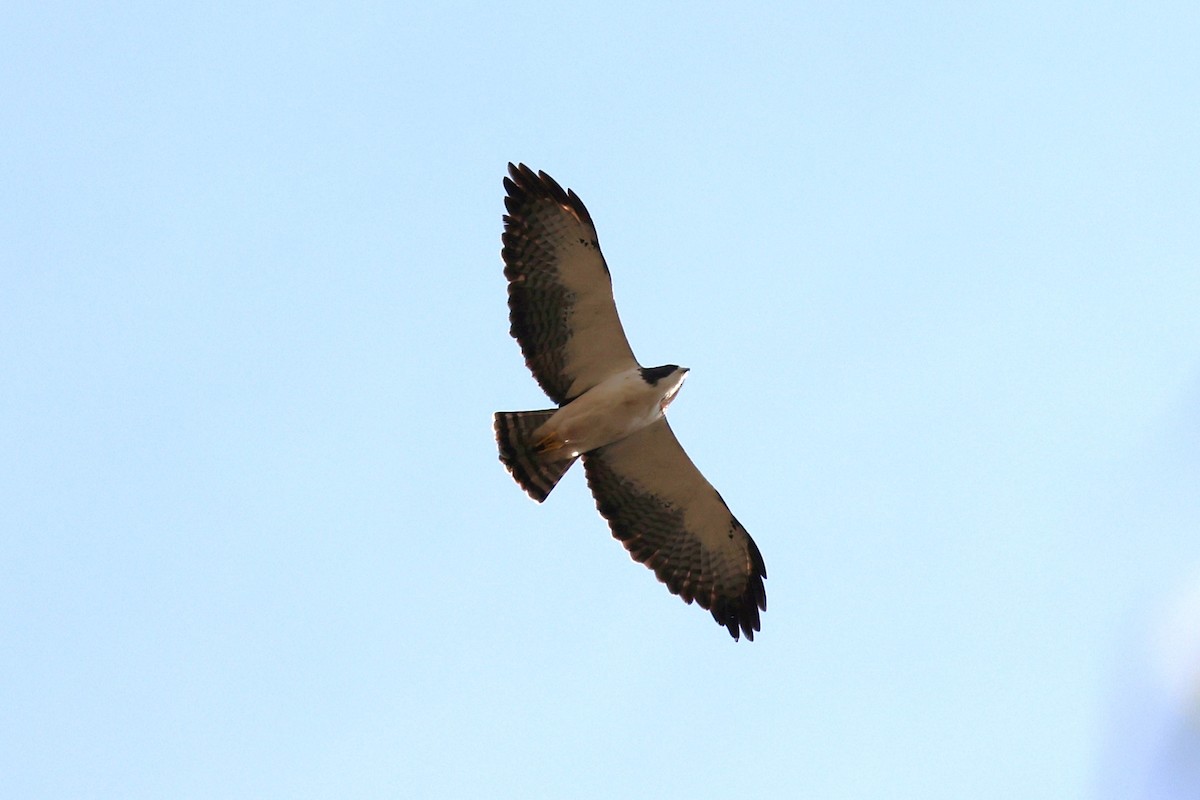 Short-tailed Hawk - Hubert Stelmach