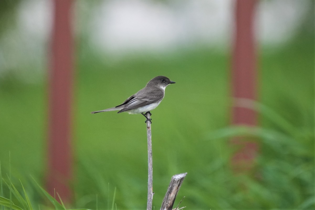 Eastern Phoebe - Ian Langlois Vaillancourt