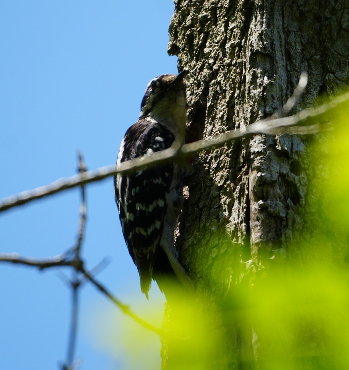 Downy Woodpecker - Melody Ragle