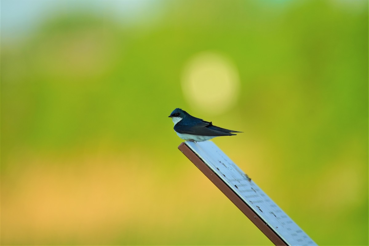 Tree Swallow - Ian Langlois Vaillancourt